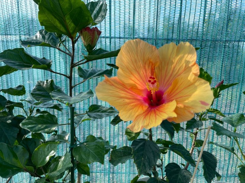 09722FC4-CB04-429A-A8EF-BA25FEADCF0F - 001 - Hibiscusi