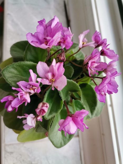 Morgan's Pu Yi (semiminiatura - violeta africana) - 2023 flori in balcon