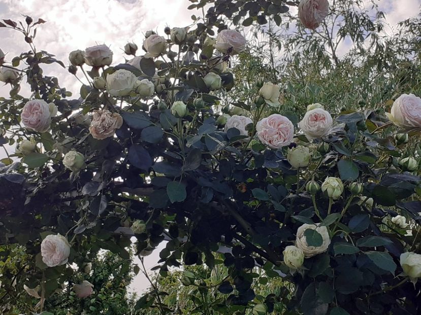  - Palais Royale 2022 - 2023-2024