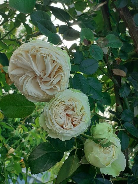  - Palais Royale 2022 - 2023-2024