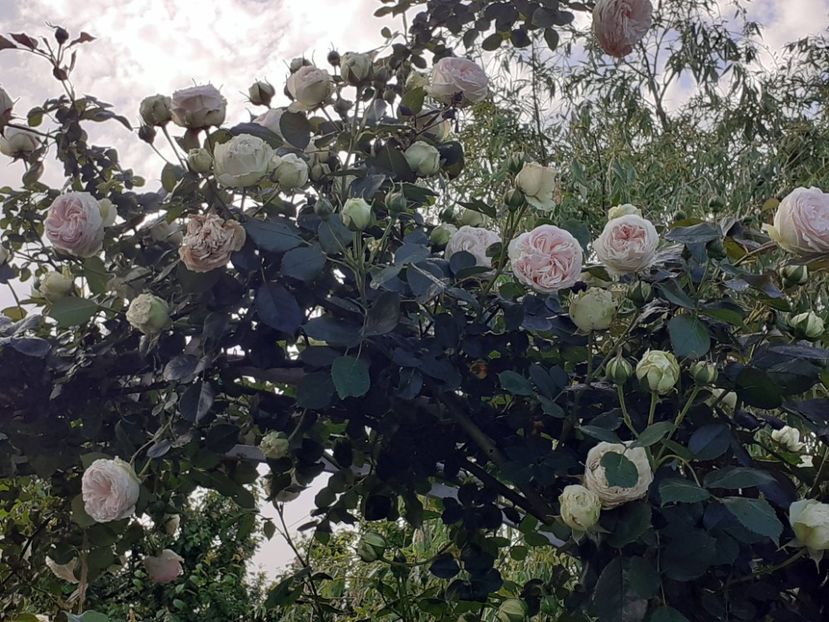  - Palais Royale 2022 - 2023-2024