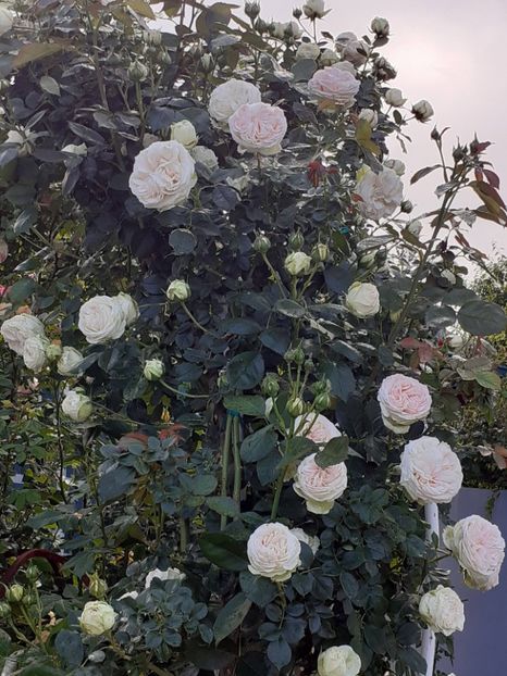  - Palais Royale 2022 - 2023-2024