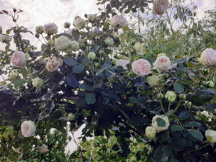 20230526_164447~2 - Palais Royale 2022 - 2023-2024