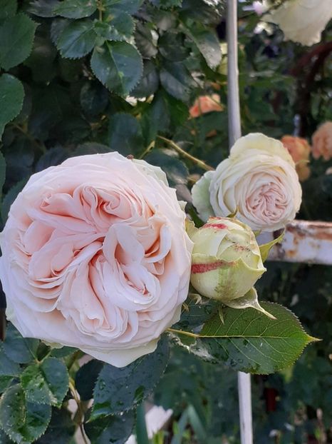  - Palais Royale 2022 - 2023-2024