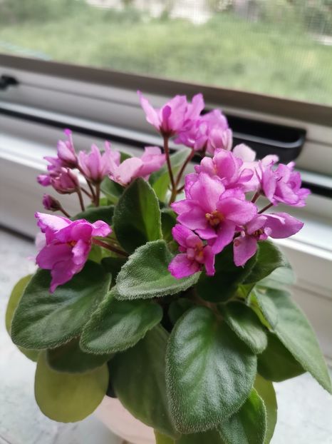 Morgan's Pu Yi - 2023 flori in balcon