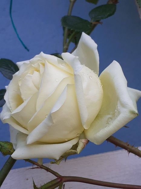 20230526_164918(0) - 01 - TRANDAFIRI 2023