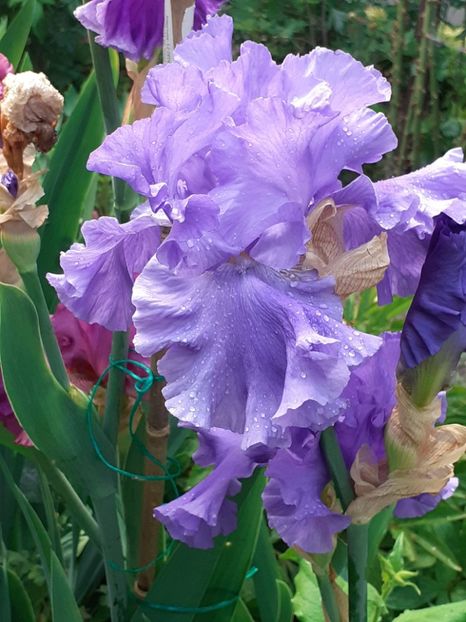  - 0001 - IRIȘI 2023