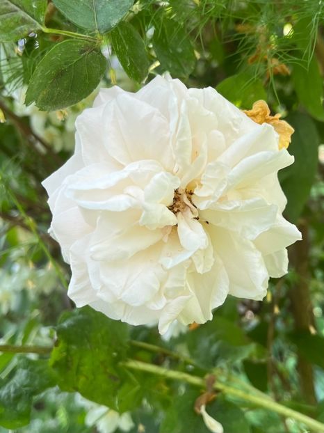 AA53DAAD-5C4D-422B-8A46-E1ECCD568329 - Trandafiri 2023