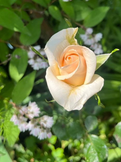 1E9402F5-FDE0-4B8F-95AF-1B74CCB12679 - Trandafiri 2023