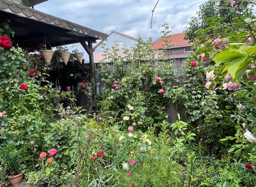 F95E54AF-DA80-4C42-B06C-2D8CCB624597 - Trandafiri 2023