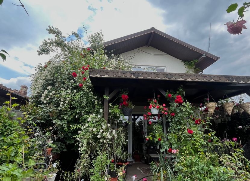 FEE00673-0A9B-4D58-98E1-B8927D642B47 - Arbuști 2021-2023