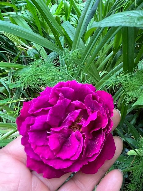 421F56A4-66EA-4E98-834C-BE8C0FB942A4 - Trandafiri 2023