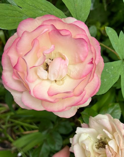 3458F02C-783E-4F0B-B0D4-4AEB26E96DBC - Trandafiri 2023