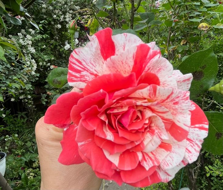 BE38DD93-D4C4-491A-B96C-00A4526C8918 - Trandafiri 2023