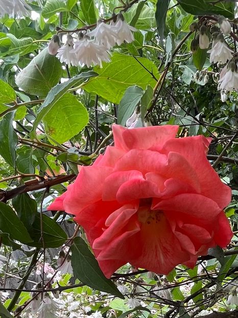 5554A3F2-5C0A-4DF6-9447-AFF5F75CB87E - Trandafiri 2023