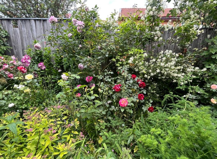 32FFC584-25DD-4DF6-9B8D-0FAC05286911 - Trandafiri 2023