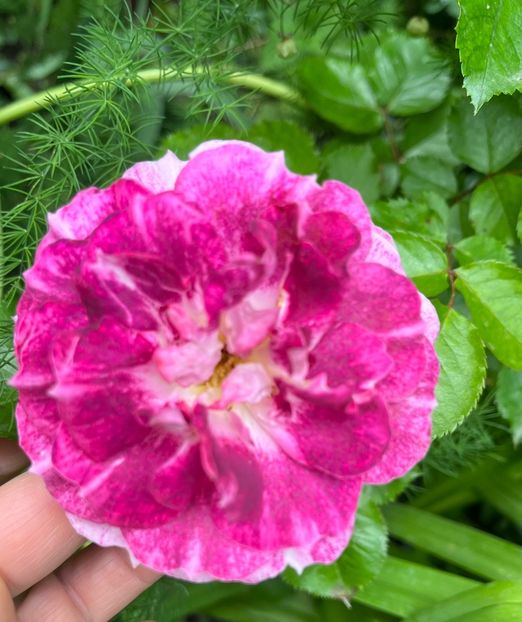 3F71B3D0-DA01-4013-9B53-C07DE38AEAB1 - Trandafiri 2023