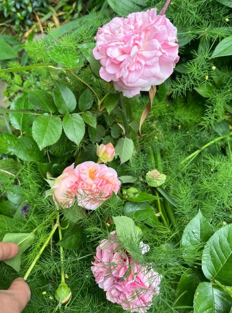 0F9676A7-3275-42EA-BEC5-029F5354DB51 - Trandafiri 2023