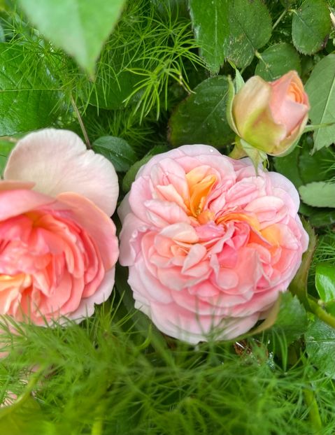 A850C5AF-C4C2-479A-98B4-7C0F7793C2F3 - Trandafiri 2023