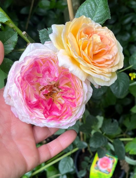 B5E5F836-B48B-4864-97DF-6403C4BD812D - Trandafiri 2023