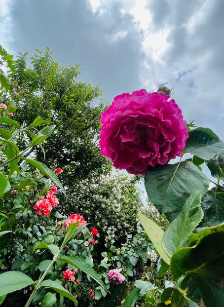 8FCF8221-F83F-4388-A6BC-E5738CF990D8 - Trandafiri 2023