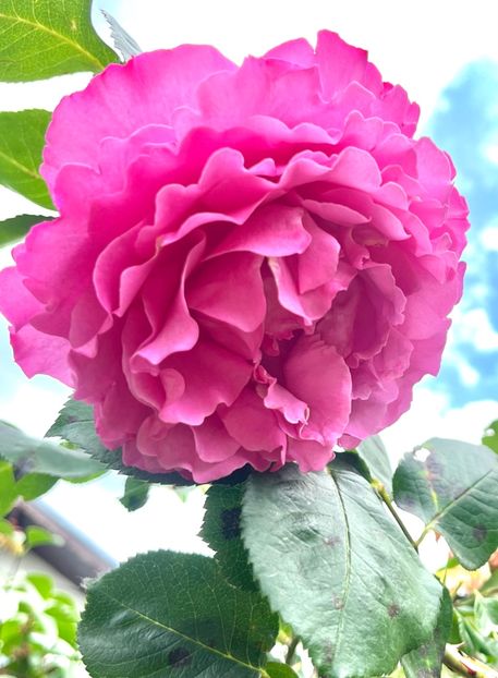 A3CF7163-5686-4E90-B81F-2C43769E615B - Trandafiri 2023