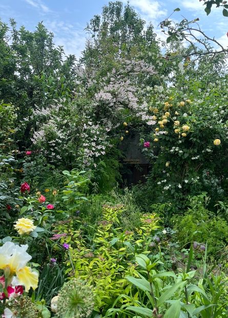 D8186B15-12EE-46C1-9FB6-08186817E635 - Arbuști 2021-2023