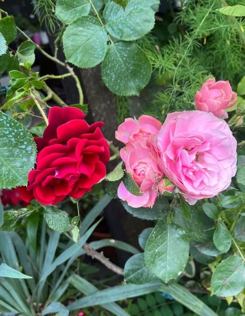 3CD95395-0132-40B4-8C03-8DB4DE481899 - Trandafiri 2023