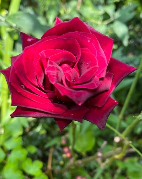 7053A87A-FF51-4DF6-A0F6-4F73DB4CEC9C - Trandafiri 2023