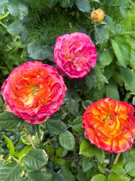 70DF9199-115E-4883-A662-55E008853C8E - Trandafiri 2023