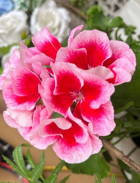 5DEA0863-6CE2-49A1-ABD4-9F2F8E5960B5 - Muscate