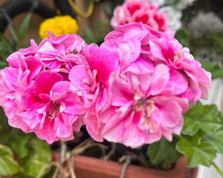 7C5069B1-F978-4BF3-B4E7-50C7252CBAE5 - Muscate