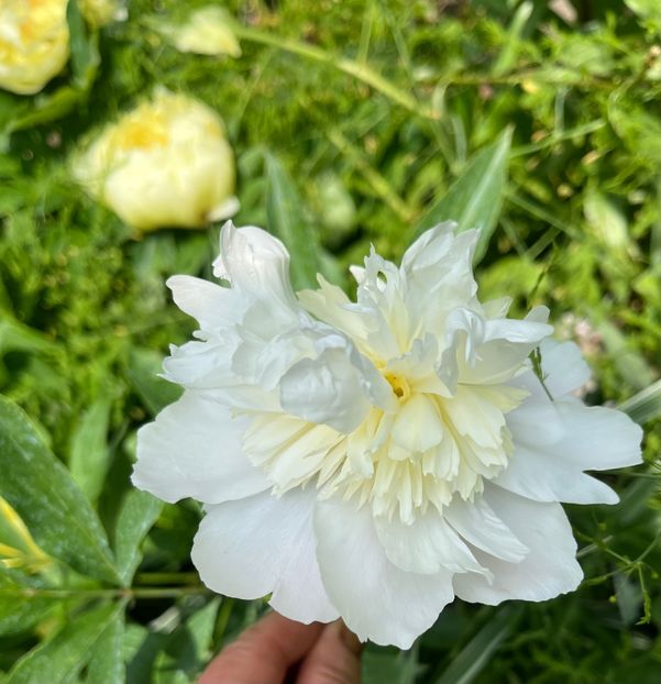 2F08A021-87EC-45CB-BBE7-62CA118E67D9 - Bujor