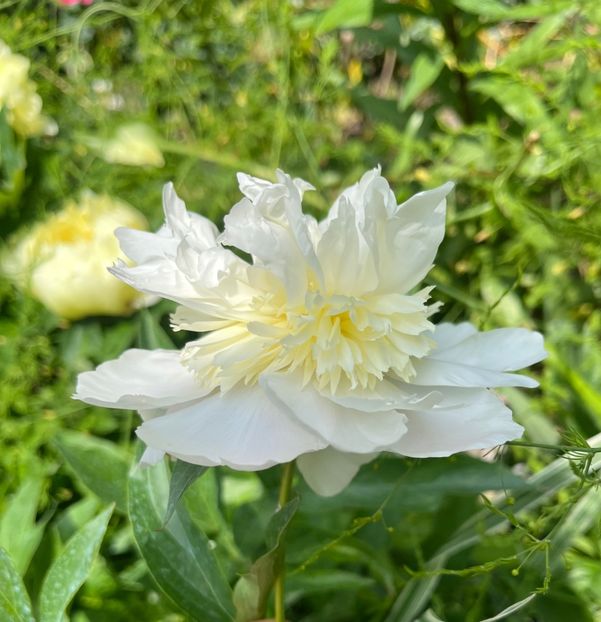 BB611A61-189B-4E96-87E1-DE4E29F015DA - Bujor