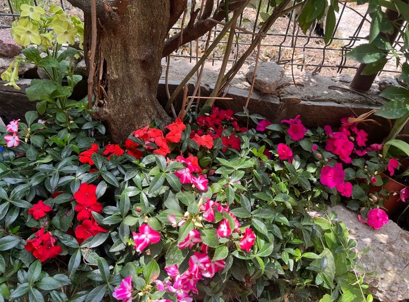 ACEA1C19-BC3C-4029-B875-E31F779CFEAB - Sporul casei 2018 21