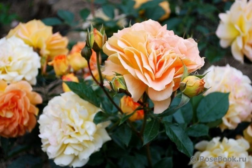  - Goldelse - Floribunda