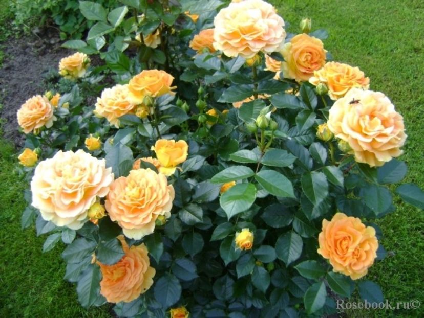  - Goldelse - Floribunda