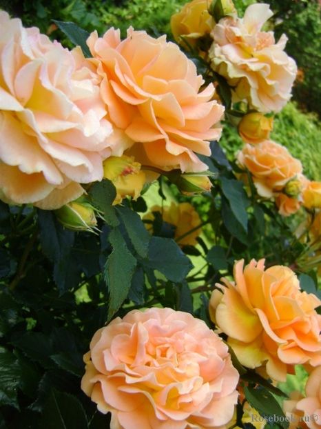  - Goldelse - Floribunda