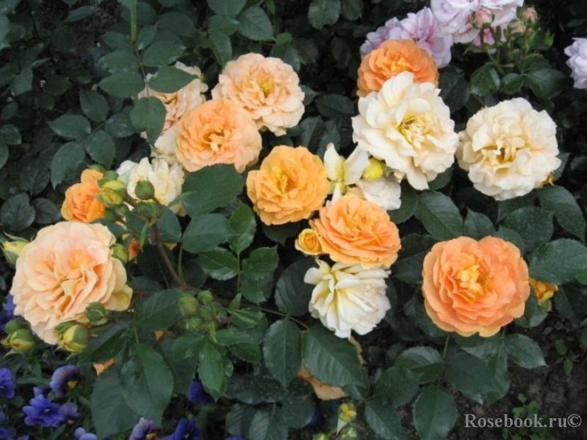  - Goldelse - Floribunda