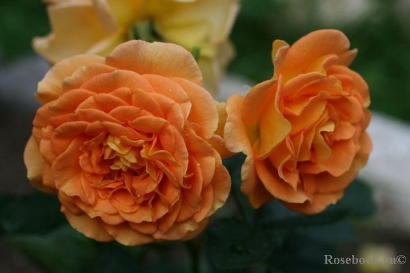  - Goldelse - Floribunda