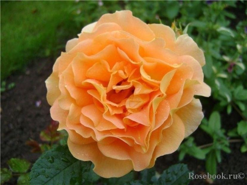 - Goldelse - Floribunda