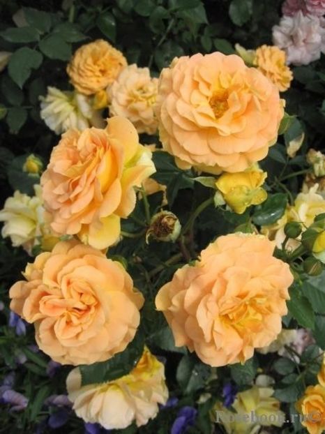  - Goldelse - Floribunda