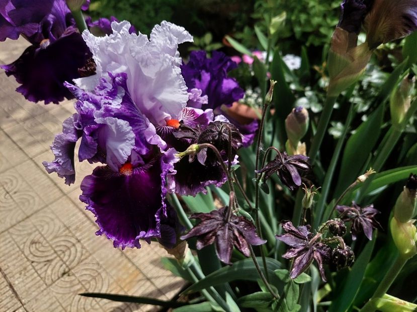  - 2023 mai continuare