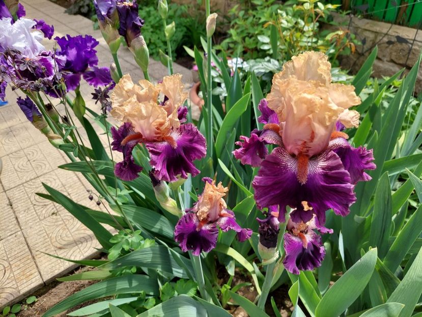  - 2023 mai continuare