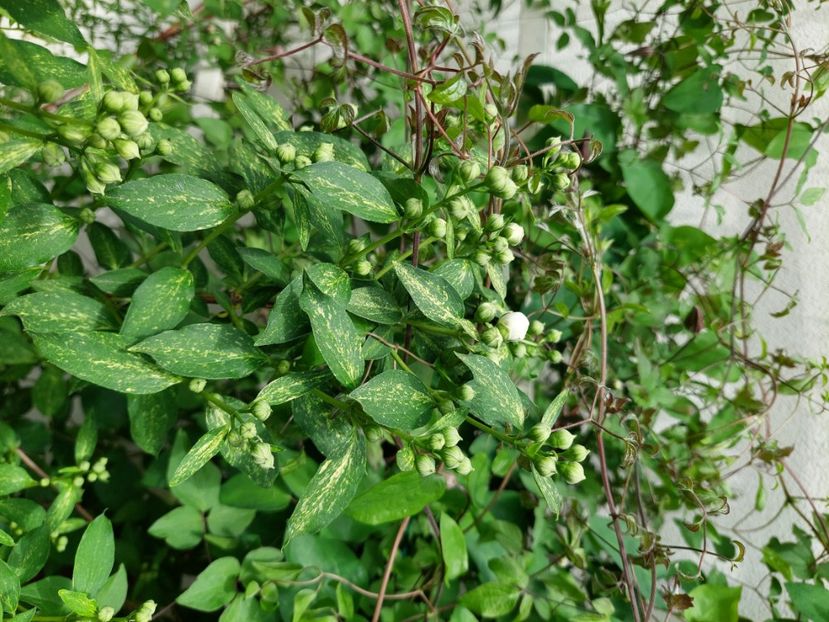  - 2023 mai continuare