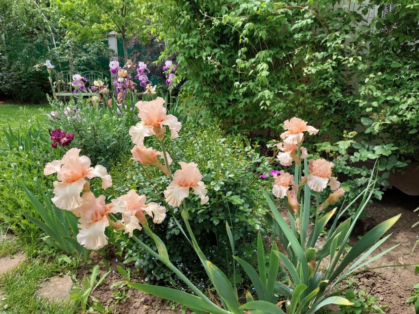  - 2023 mai continuare