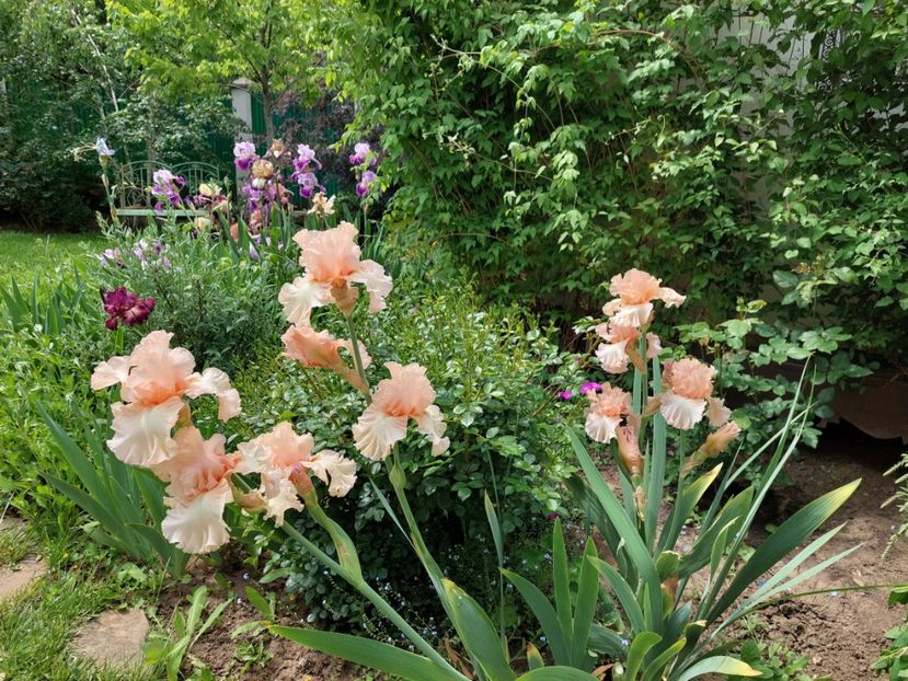  - 2023 mai continuare