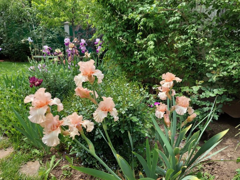  - 2023 mai continuare