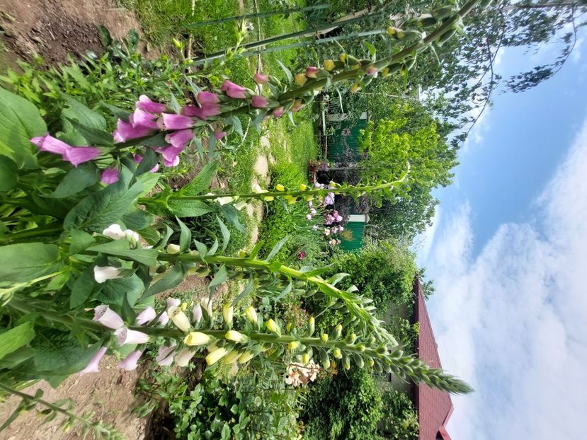  - 2023 mai continuare