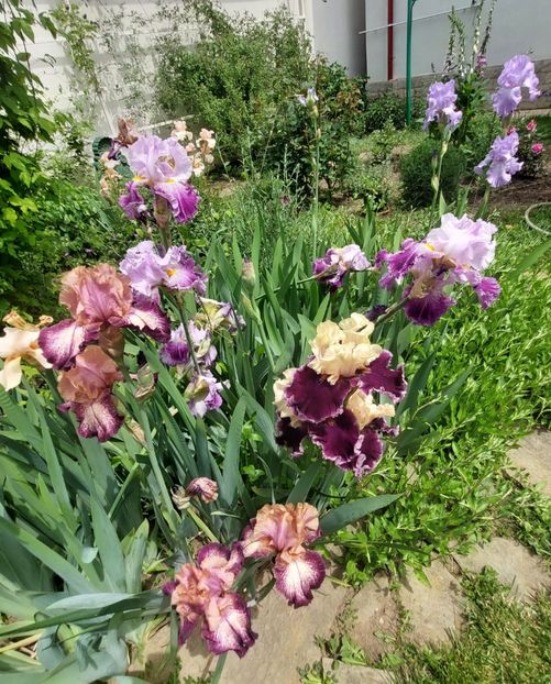  - 2023 mai continuare